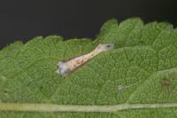 Parornix finitimella