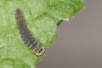 Parornix finitimella