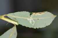 Caloptilia stigmatella
