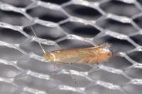 Phyllonorycter quercifoliella