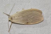 Collita griseola