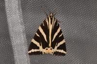 Euplagia quadripunctaria