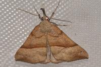 Hypena proboscidalis