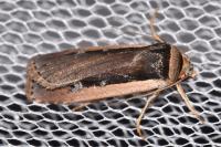 Ochropleura leucogaster