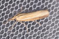 Agriphila tristella