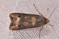 Agrotis ipsilon