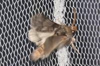 Thaumetopoea processionea