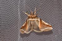 Habrosyne pyritoides