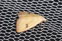 Rivula sericealis