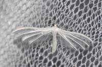 Pterophorus pentadactylus