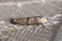 Paraswammerdamia nebulella