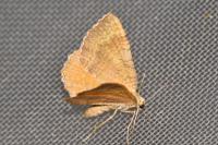 Camptogramma bilineata