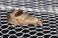 Notocelia uddmanniana