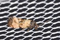 Cochylis atricapitana