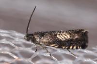 Grapholita compositella