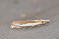 Crambus pascuella