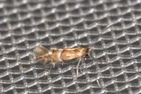 Phyllonorycter ulmifoliella