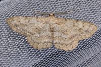 Hypomecis punctinalis