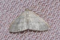 Idaea subsericeata