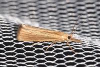 Agriphila straminella