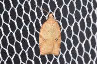 Acleris ferrugana/notana