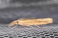 Agriphila inquinatella