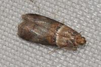 Acrobasis tumidana