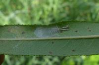 Caloptilia stigmatella
