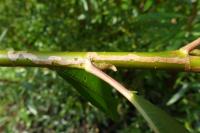 Phyllocnistis ramulicola
