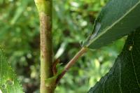 Phyllocnistis ramulicola