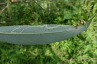 Phyllocnistis valentinensis