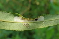 Phyllonorycter salictella