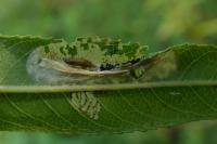Phyllonorycter salictella