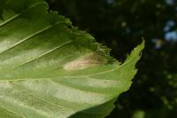 Phyllonorycter messaniella