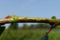 Phyllocnistis saligna
