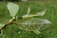 Phyllocnistis saligna