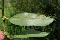 Phyllocnistis saligna