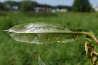 Phyllocnistis saligna