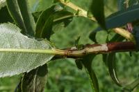 Phyllocnistis saligna