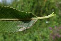 Phyllocnistis saligna