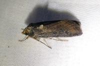 Peridroma saucia