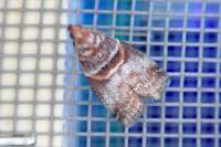 Acrobasis advenella