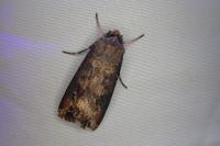 Agrotis ipsilon