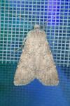 Agrotis segetum