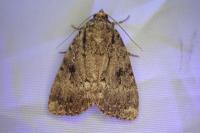 Amphipyra pyramidea