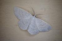 Cabera exanthemata