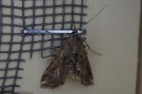 Cataclysta lemnata