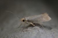 Crassa unitella