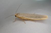 Eilema caniola