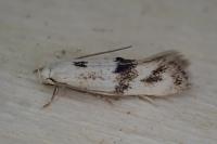 Elachista maculicerusella